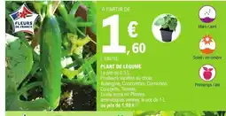 E.Leclerc Plant de légume offre
