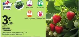 E.Leclerc Fraisiers fragaria offre