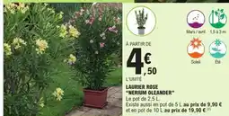 E.Leclerc Laurier rose nerium oleander offre