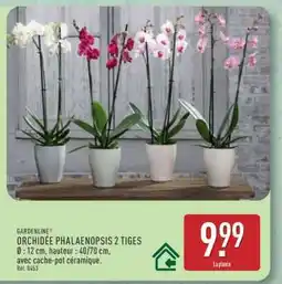 ALDI ORCHIDÉE PHALAENOPSIS 2 TIGES offre