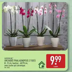 ALDI GARDENLINE Orchidée phalaenopsis 2 tiges offre