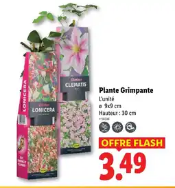 Lidl Plante grimpante offre
