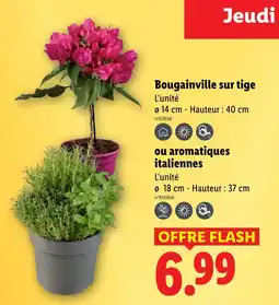 Lidl Bougainville sur tige offre