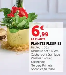Super U Plantes fleuries rosier offre