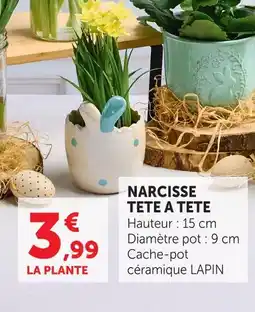 Super U Narcisse tête à tête offre
