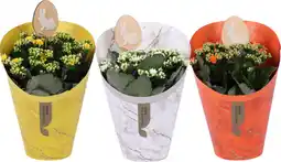Auchan Sans marque kalanchoë rosalina couvre pot cadeau offre