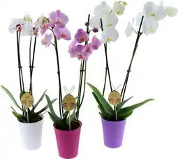 Auchan Sans marque orchidée 2 branches + cache pot plastique offre