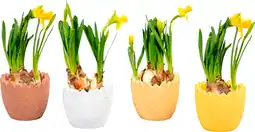 Auchan Sans marque jonquille tête à tête+ cache pot céramique offre