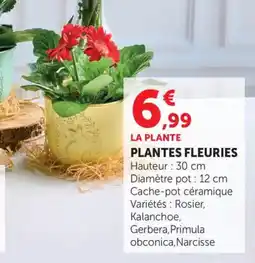 Bi1 Plantes fleuries offre