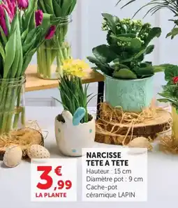 Bi1 Narcisse tete a tete offre