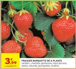 Intermarché FRAISIER BARQUETTE DE 6 PLANTS offre