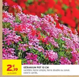 Intermarché Géranium Pot 10 cm offre