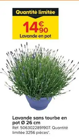 Castorama Lavande en pot offre