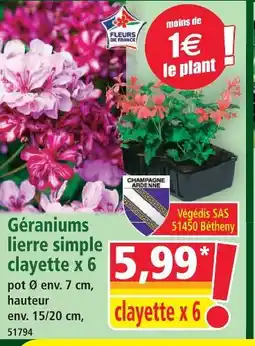 Norma Géraniums lierre simple clayette x 6 offre