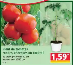 Norma Plant de tomates rondes offre