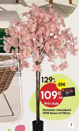 Maxi Bazar Pommier retombant offre