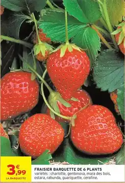 Intermarché Express Fraisier barquette de 6 plants offre