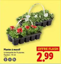 Lidl Plantes à massif offre