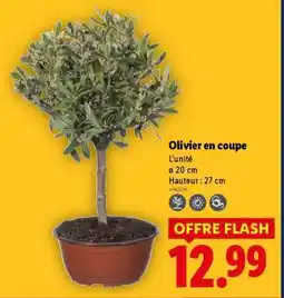 Lidl Olivier en coupe offre