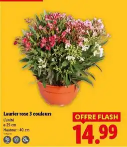 Lidl Laurier rose 3 couleurs offre