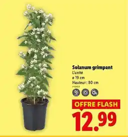 Lidl Solanum grimpant offre