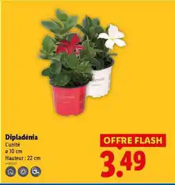 Lidl Dipladenia offre
