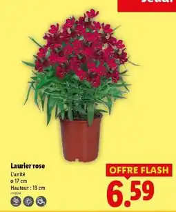 Lidl Laurier rose offre