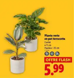 Lidl Plante verte en pot terracotta offre