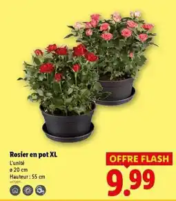 Lidl Rosier en pot XL offre