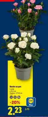 Lidl Rosier en pot offre