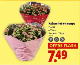Lidl Kalanchoé en coupe offre