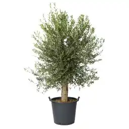 Carrefour Market Olivier offre