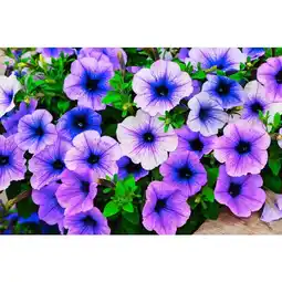 Carrefour Market Mdd plante à massif offre