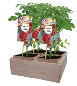 Carrefour Market Tomate cerise offre