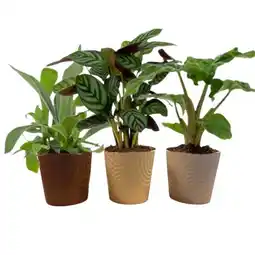 Carrefour Plante verte offre