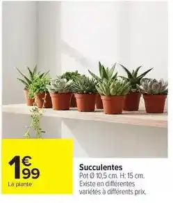 Carrefour Succulentes offre