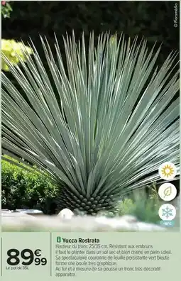 Carrefour Bien - yucca rostrata offre