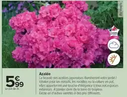 Carrefour Tous - azalée offre