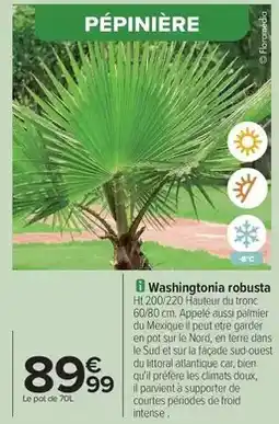 Carrefour Bien - washingtonia robusta offre
