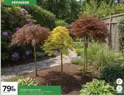 Carrefour Estable de juipone en 1 offre