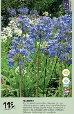 Carrefour Bien - agpanthe offre