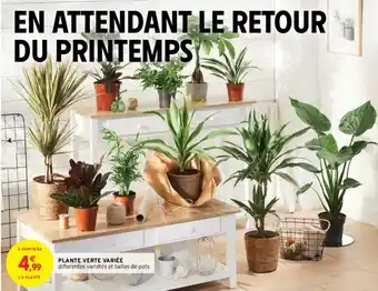 Intermarché Plante verte variée offre