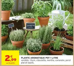 Intermarché Plante aromatique pot 1 litre offre