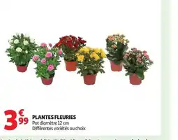 Auchan Plantes fleuries offre