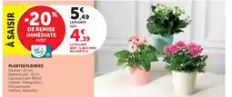 U Express Plantes fleuries offre