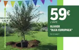 E.Leclerc Olivier (Olea Europaea) offre