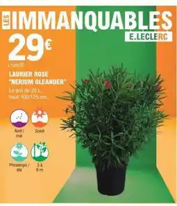 E.Leclerc LAURIER ROSE 'NERIUM OLEANDER' offre