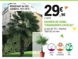 E.Leclerc PALMIER DE CHINE CHAMAEROPS EXCELSA offre