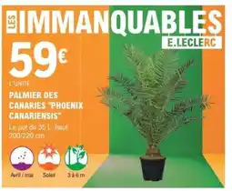 E.Leclerc PALMIER DES CANARIES PHOENIX CANARIENSIS offre