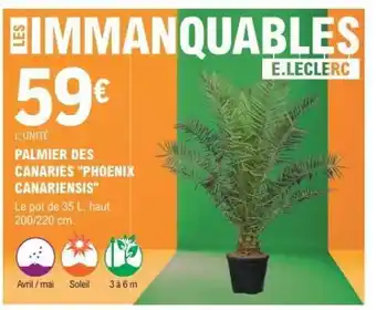 PALMIER DES CANARIES PHOENIX CANARIENSIS